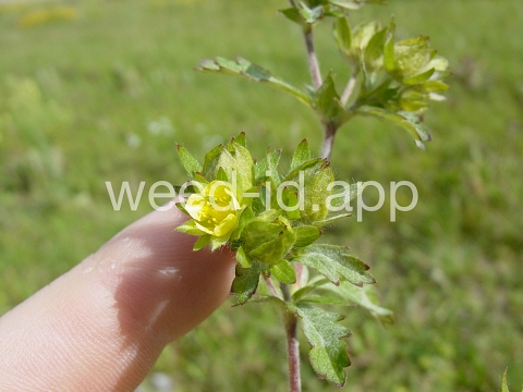 cinquefoil, silvery